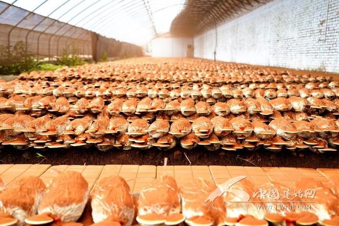 研磨材料對加工效率和精度的影響因素分析